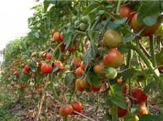 Chỉnh sửa gen để làm tăng hương vị và dinh dưỡng của quả cà chua